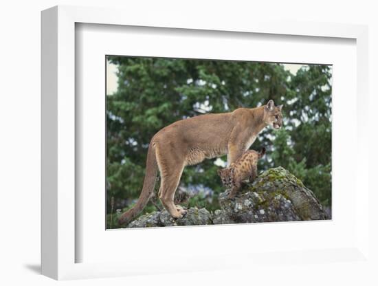 Mountain Lion and Cub-DLILLC-Framed Photographic Print