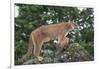 Mountain Lion and Cub-DLILLC-Framed Photographic Print