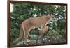 Mountain Lion and Cub-DLILLC-Framed Photographic Print