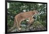 Mountain Lion and Cub-DLILLC-Framed Photographic Print