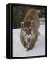 Mountain Lion (Cougar) (Felis Concolor) in Snow in Captivity, Near Bozeman, Montana-James Hager-Framed Stretched Canvas