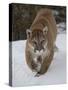 Mountain Lion (Cougar) (Felis Concolor) in Snow in Captivity, Near Bozeman, Montana-James Hager-Stretched Canvas