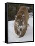 Mountain Lion (Cougar) (Felis Concolor) in Snow in Captivity, Near Bozeman, Montana-James Hager-Framed Stretched Canvas