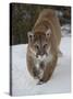 Mountain Lion (Cougar) (Felis Concolor) in Snow in Captivity, Near Bozeman, Montana-James Hager-Stretched Canvas