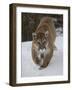 Mountain Lion (Cougar) (Felis Concolor) in Snow in Captivity, Near Bozeman, Montana-James Hager-Framed Photographic Print