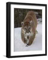 Mountain Lion (Cougar) (Felis Concolor) in Snow in Captivity, Near Bozeman, Montana-James Hager-Framed Photographic Print