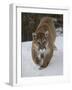 Mountain Lion (Cougar) (Felis Concolor) in Snow in Captivity, Near Bozeman, Montana-James Hager-Framed Photographic Print