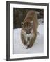 Mountain Lion (Cougar) (Felis Concolor) in Snow in Captivity, Near Bozeman, Montana-James Hager-Framed Photographic Print