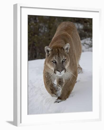 Mountain Lion (Cougar) (Felis Concolor) in Snow in Captivity, Near Bozeman, Montana-James Hager-Framed Photographic Print