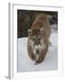 Mountain Lion (Cougar) (Felis Concolor) in Snow in Captivity, Near Bozeman, Montana-James Hager-Framed Photographic Print