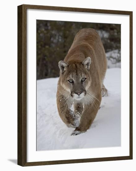 Mountain Lion (Cougar) (Felis Concolor) in Snow in Captivity, Near Bozeman, Montana-James Hager-Framed Photographic Print