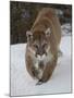Mountain Lion (Cougar) (Felis Concolor) in Snow in Captivity, Near Bozeman, Montana-James Hager-Mounted Photographic Print