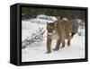 Mountain Lion (Cougar) (Felis Concolor) in Snow in Captivity, Near Bozeman, Montana-null-Framed Stretched Canvas