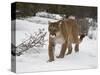 Mountain Lion (Cougar) (Felis Concolor) in Snow in Captivity, Near Bozeman, Montana-null-Stretched Canvas