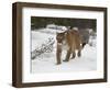 Mountain Lion (Cougar) (Felis Concolor) in Snow in Captivity, Near Bozeman, Montana-null-Framed Photographic Print