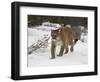 Mountain Lion (Cougar) (Felis Concolor) in Snow in Captivity, Near Bozeman, Montana-null-Framed Photographic Print