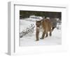 Mountain Lion (Cougar) (Felis Concolor) in Snow in Captivity, Near Bozeman, Montana-null-Framed Photographic Print