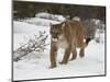 Mountain Lion (Cougar) (Felis Concolor) in Snow in Captivity, Near Bozeman, Montana-null-Mounted Photographic Print