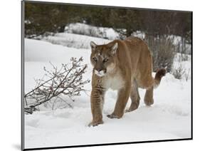 Mountain Lion (Cougar) (Felis Concolor) in Snow in Captivity, Near Bozeman, Montana-null-Mounted Photographic Print