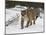 Mountain Lion (Cougar) (Felis Concolor) in Snow in Captivity, Near Bozeman, Montana-null-Mounted Photographic Print