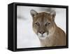 Mountain Lion (Cougar) (Felis Concolor) in Snow in Captivity, Near Bozeman, Montana-null-Framed Stretched Canvas