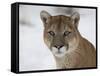 Mountain Lion (Cougar) (Felis Concolor) in Snow in Captivity, Near Bozeman, Montana-null-Framed Stretched Canvas