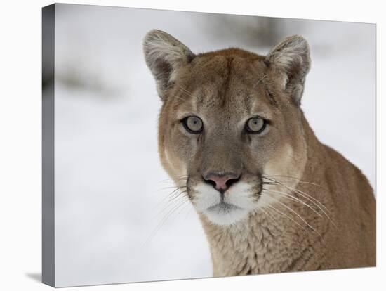 Mountain Lion (Cougar) (Felis Concolor) in Snow in Captivity, Near Bozeman, Montana-null-Stretched Canvas