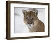 Mountain Lion (Cougar) (Felis Concolor) in Snow in Captivity, Near Bozeman, Montana-null-Framed Photographic Print