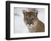 Mountain Lion (Cougar) (Felis Concolor) in Snow in Captivity, Near Bozeman, Montana-null-Framed Photographic Print