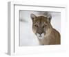 Mountain Lion (Cougar) (Felis Concolor) in Snow in Captivity, Near Bozeman, Montana-null-Framed Photographic Print