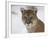 Mountain Lion (Cougar) (Felis Concolor) in Snow in Captivity, Near Bozeman, Montana-null-Framed Photographic Print