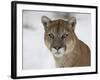 Mountain Lion (Cougar) (Felis Concolor) in Snow in Captivity, Near Bozeman, Montana-null-Framed Photographic Print