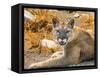 Mountain Lion, Cougar, Puma concolor.-William Perry-Framed Stretched Canvas