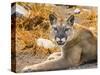 Mountain Lion, Cougar, Puma concolor.-William Perry-Stretched Canvas