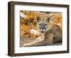 Mountain Lion, Cougar, Puma concolor.-William Perry-Framed Photographic Print