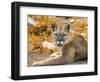 Mountain Lion, Cougar, Puma concolor.-William Perry-Framed Photographic Print