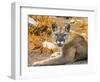 Mountain Lion, Cougar, Puma concolor.-William Perry-Framed Photographic Print