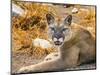 Mountain Lion, Cougar, Puma concolor.-William Perry-Mounted Photographic Print