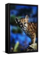 Mountain Lion Cub-W. Perry Conway-Framed Stretched Canvas