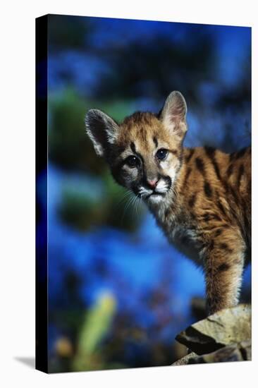 Mountain Lion Cub-W. Perry Conway-Stretched Canvas