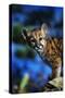 Mountain Lion Cub-W. Perry Conway-Stretched Canvas