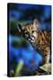 Mountain Lion Cub-W. Perry Conway-Stretched Canvas