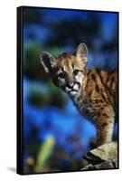 Mountain Lion Cub-W. Perry Conway-Framed Stretched Canvas