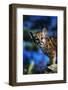 Mountain Lion Cub-W. Perry Conway-Framed Photographic Print