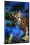 Mountain Lion Cub-W. Perry Conway-Mounted Photographic Print