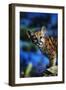 Mountain Lion Cub-W. Perry Conway-Framed Photographic Print