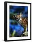 Mountain Lion Cub-W. Perry Conway-Framed Photographic Print