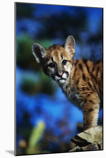Mountain Lion Cub-W. Perry Conway-Mounted Photographic Print