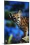 Mountain Lion Cub-W. Perry Conway-Mounted Photographic Print