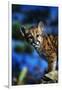 Mountain Lion Cub-W. Perry Conway-Framed Photographic Print